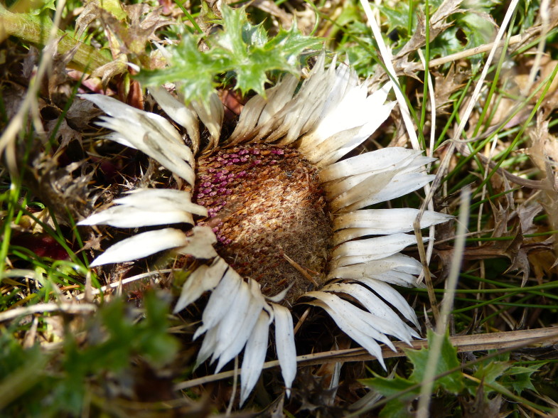 Distel