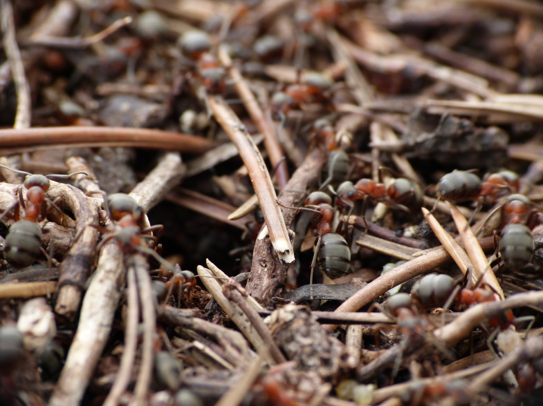Ameisen schufften den ganzen Tag