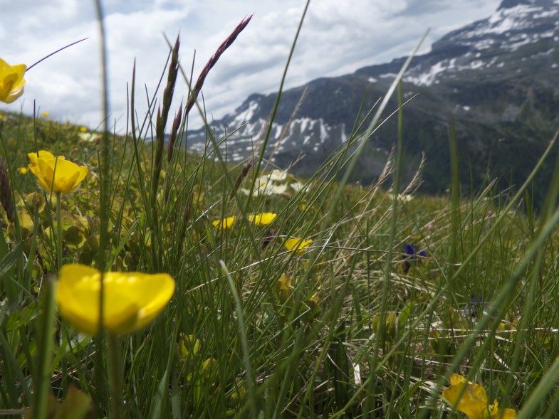 Blumen auf der Vennspitze