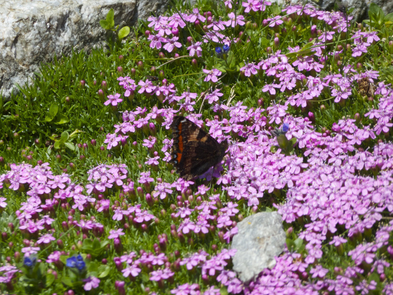 Blumenwiese